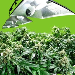 INDOOR WEED