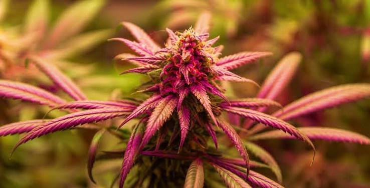 Buy marijuana with delivery in Prague